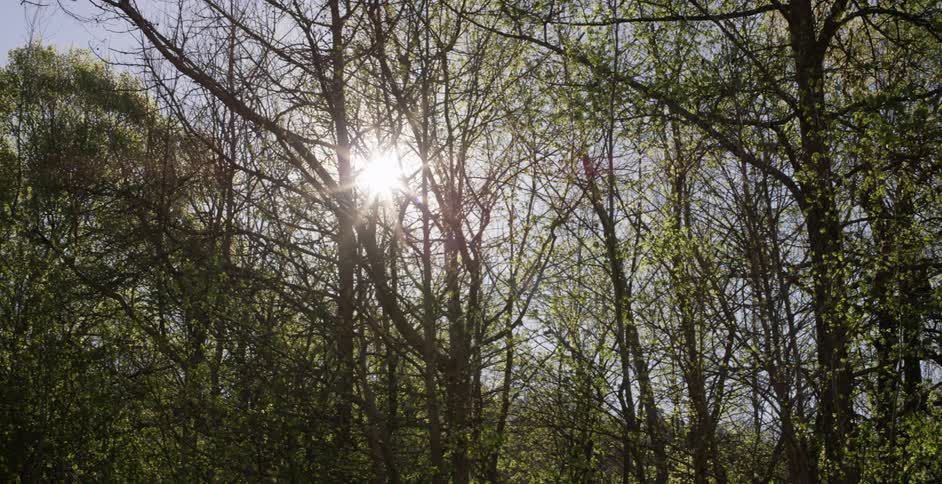The sun is shining through tree branches on a sunny day