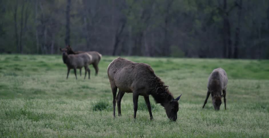 Elk are grazing in a pasture during the day