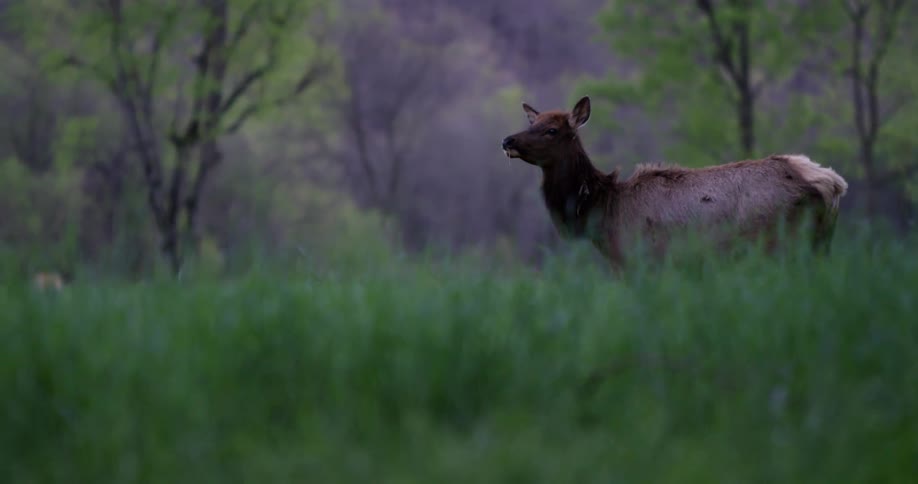 Deer walking through the woods