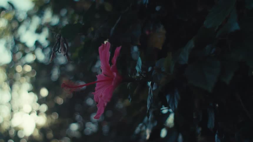 A single pink flower on a branch with green leaves in a forest