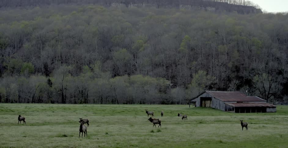 A herd of elk standing in a grassy field