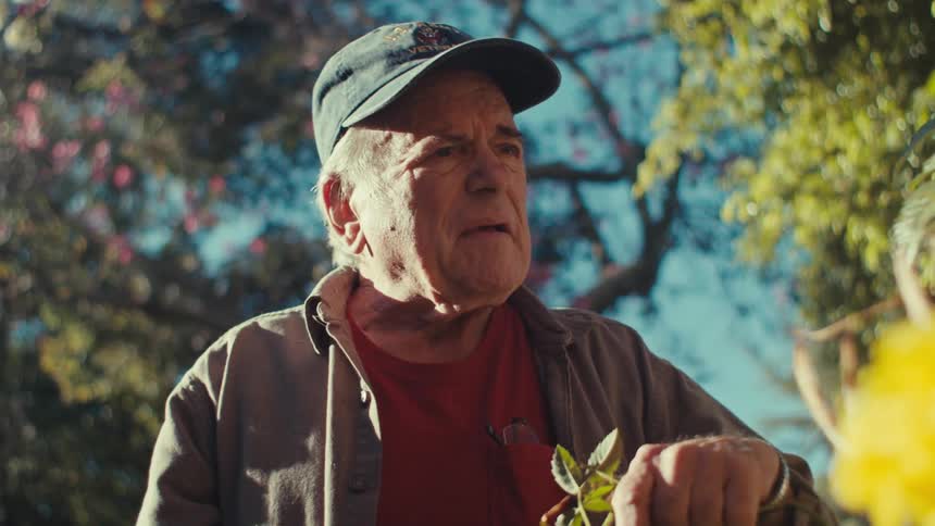 Elderly man clips dead leaves from a flowering bush in his garden