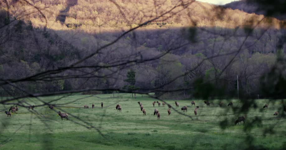 Cattle grazing in a field surrounded by mountains