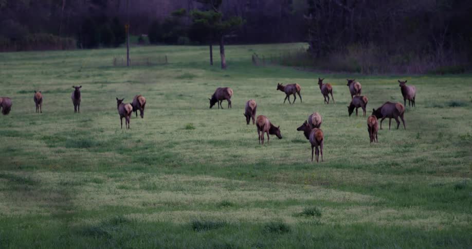A herd of deer (or elk) are grazing in a pasture