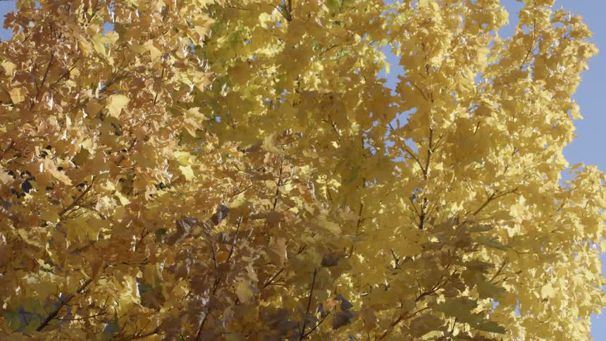 Fall colored trees against a clear blue sky