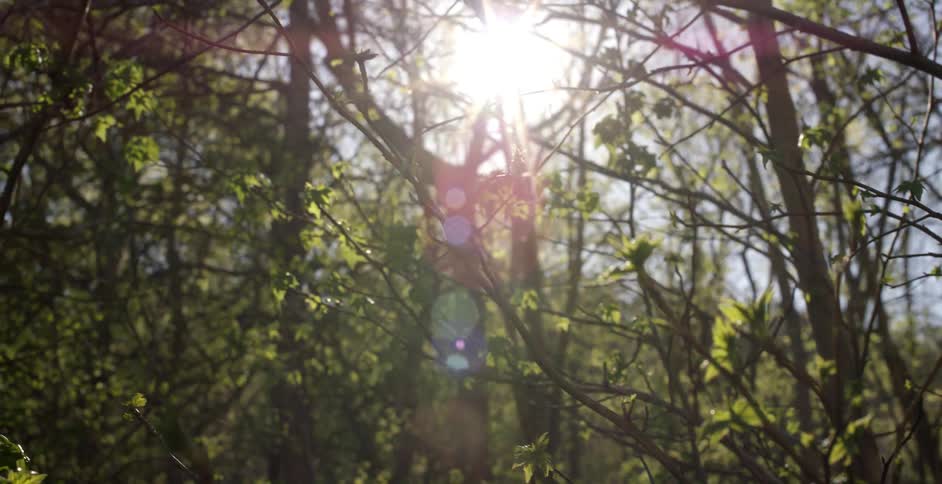 Sun shining through the branches of trees in a wooded area