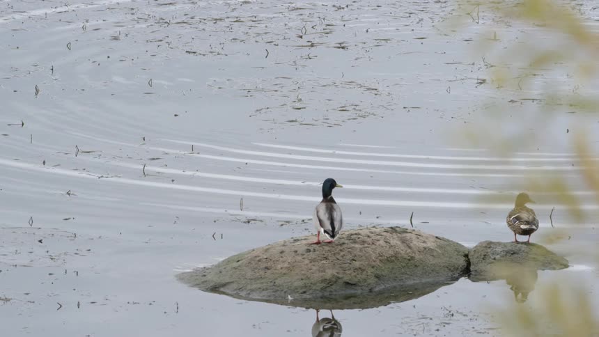 A mallard duck standing in a piece of land surrounded by water