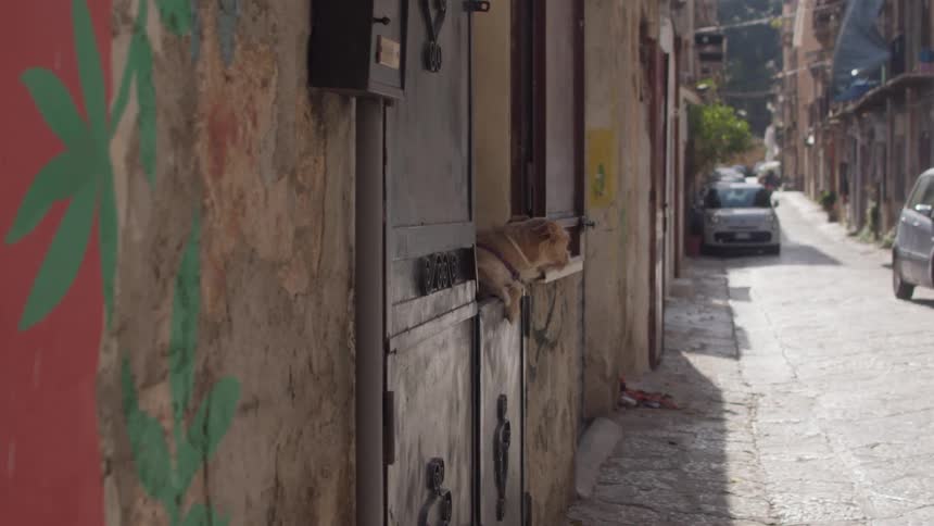 A dog leans out of an partially opened door to a street with cars parked on it