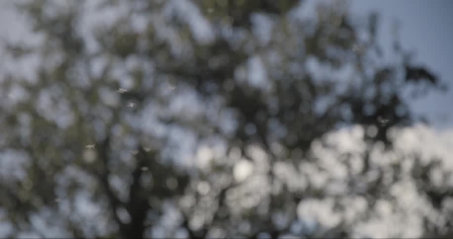 Light seeds from a plant through the air in a forest