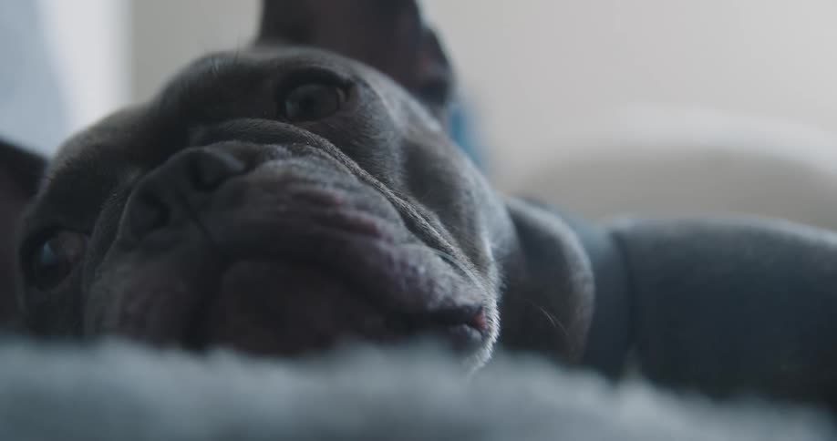 The face of a black dog that is lying down and blinking while turning its eyes to the right and left