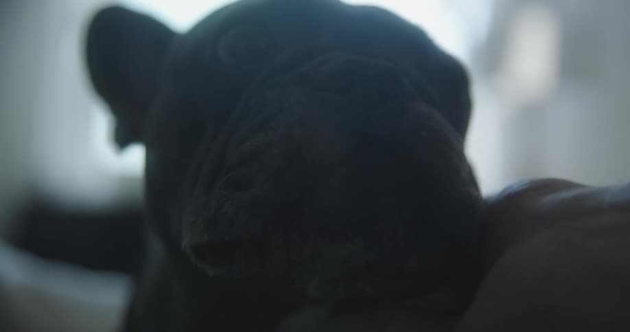 A man pets a dog in a room
