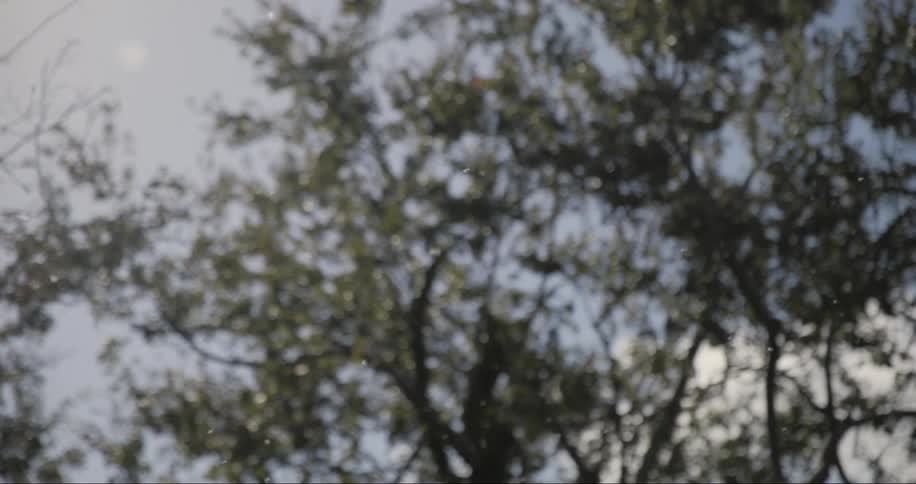 Small white plant seeds through the air in an area with trees