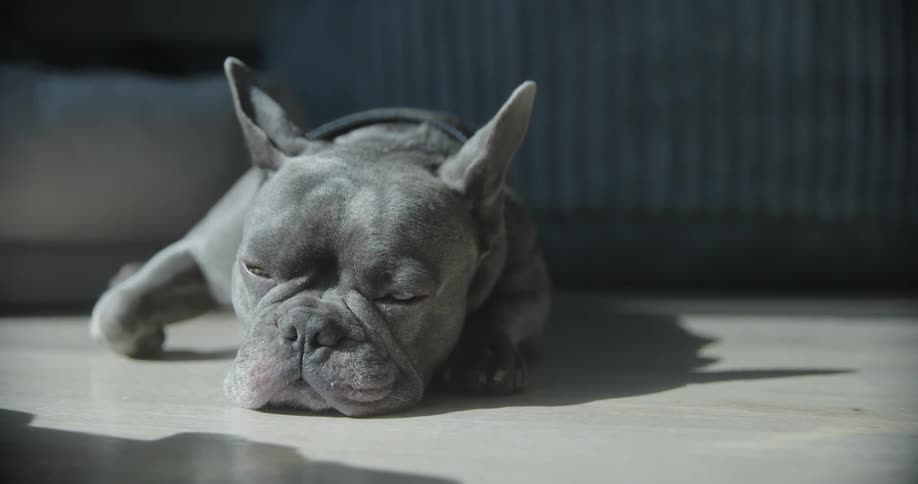 A tired dog lies in the sunshine reaching the floor of a living room
