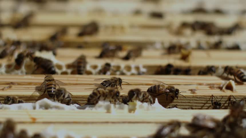 Group of bees in an artificial hive