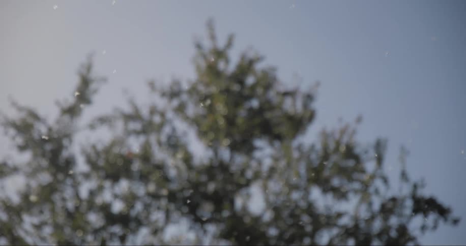 Small white seeds through the air in a forest