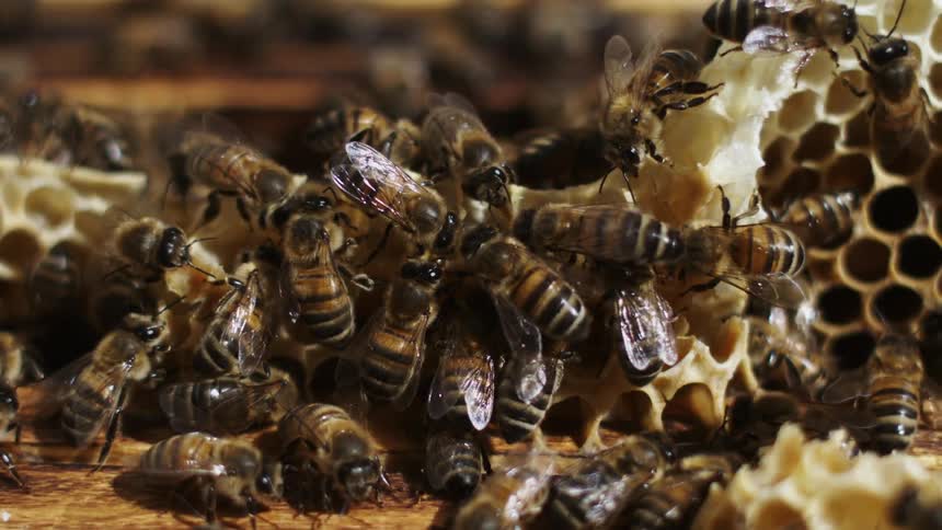Bees fly around and swarm a large piece of honeycomb
