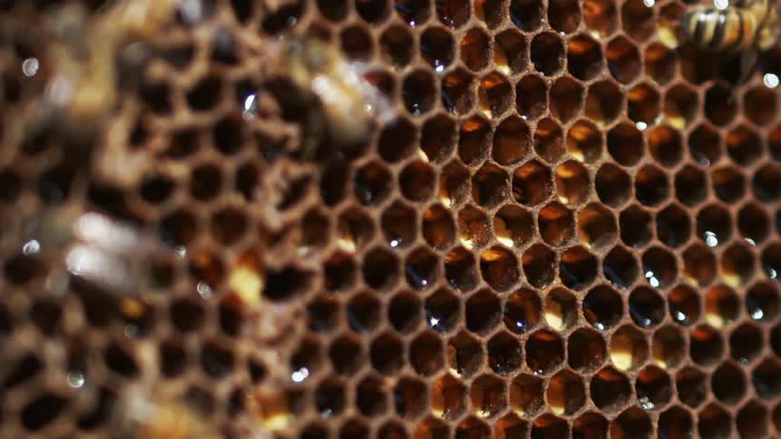 Some bees are on top of holes in a honeycomb