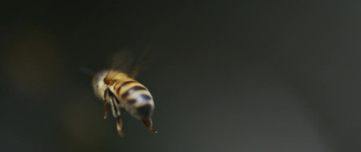 Close up of a honey bee mid flight in slow motion