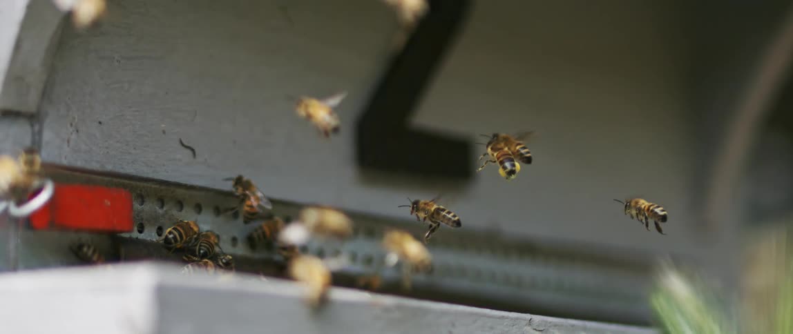 Bees flying near the entrance of a hive with some landing on the edge
