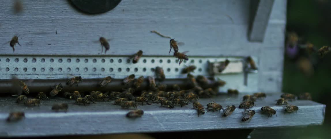 A cloud of busy bees buzzes around the entrance of their wooden hive