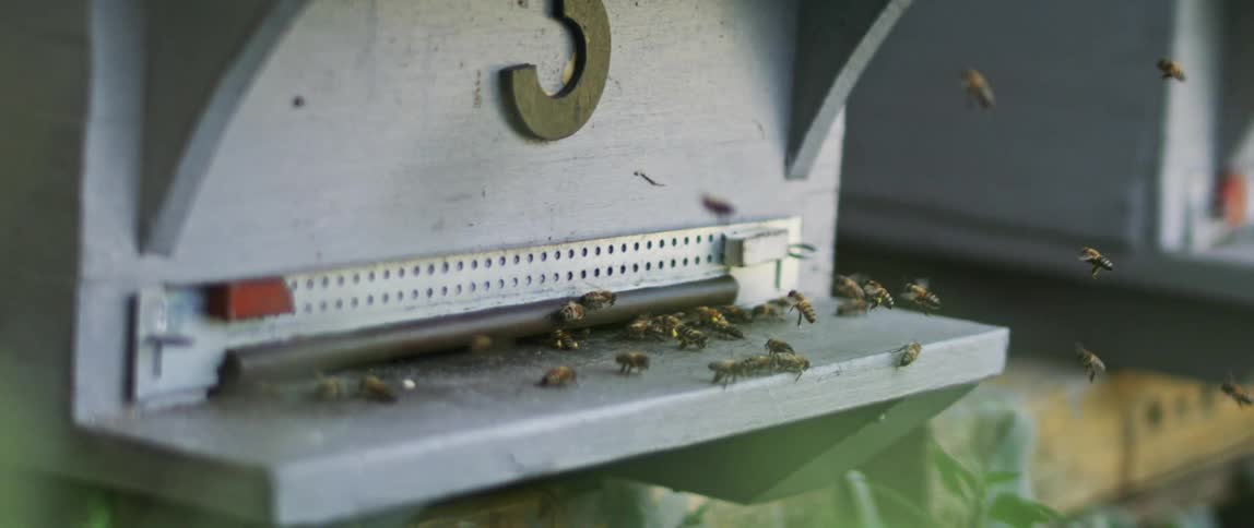 A clip of bees flying