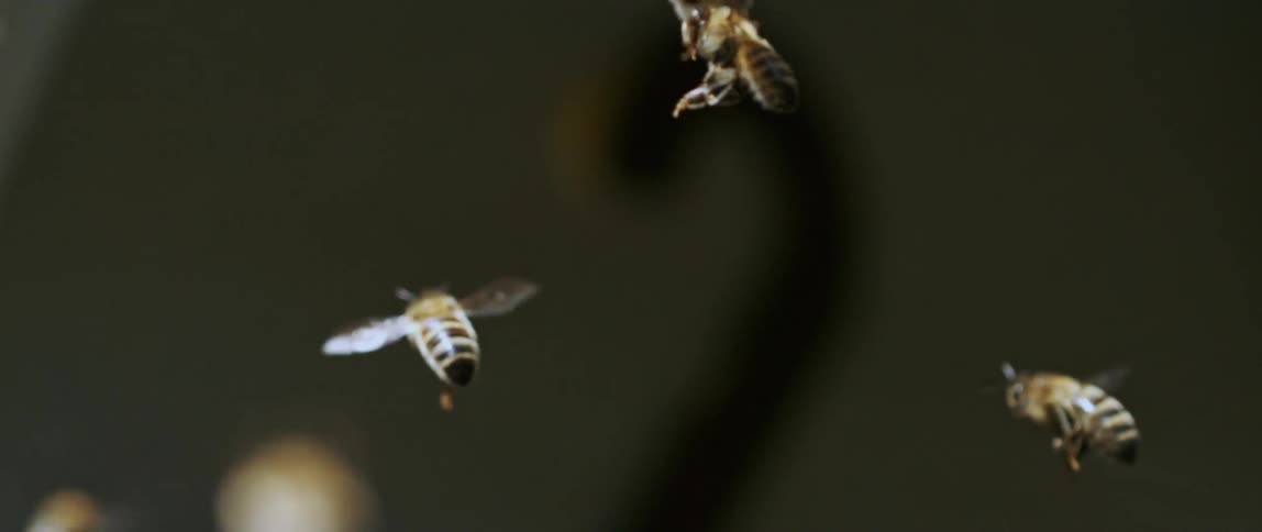 Two of the bees flying through the air collide midair