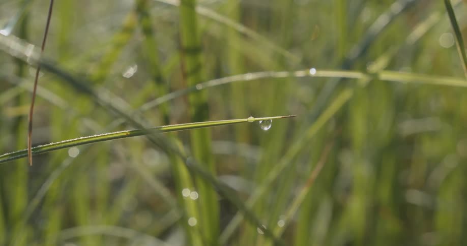 Grass blades with morning dew gently swaying in the breeze