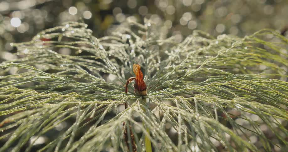 A plant with delicate feathery leaves covered in glistening droplets of water