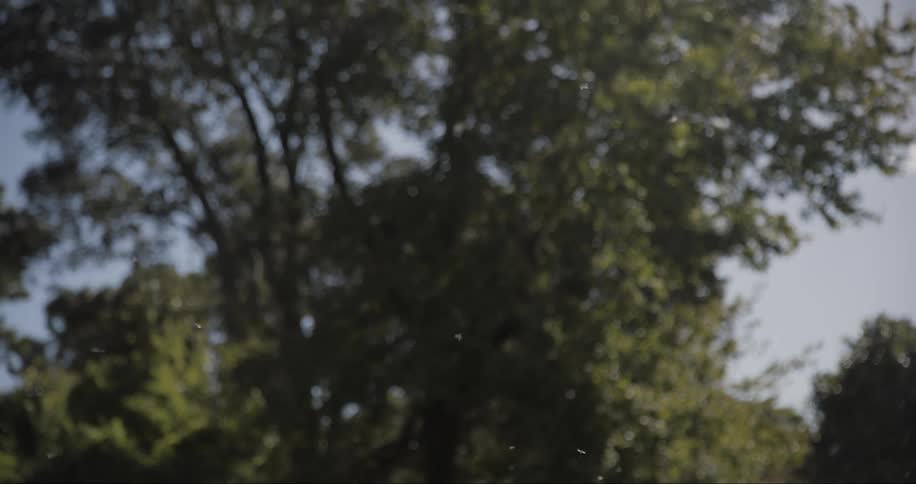 Dandelion flying through the air