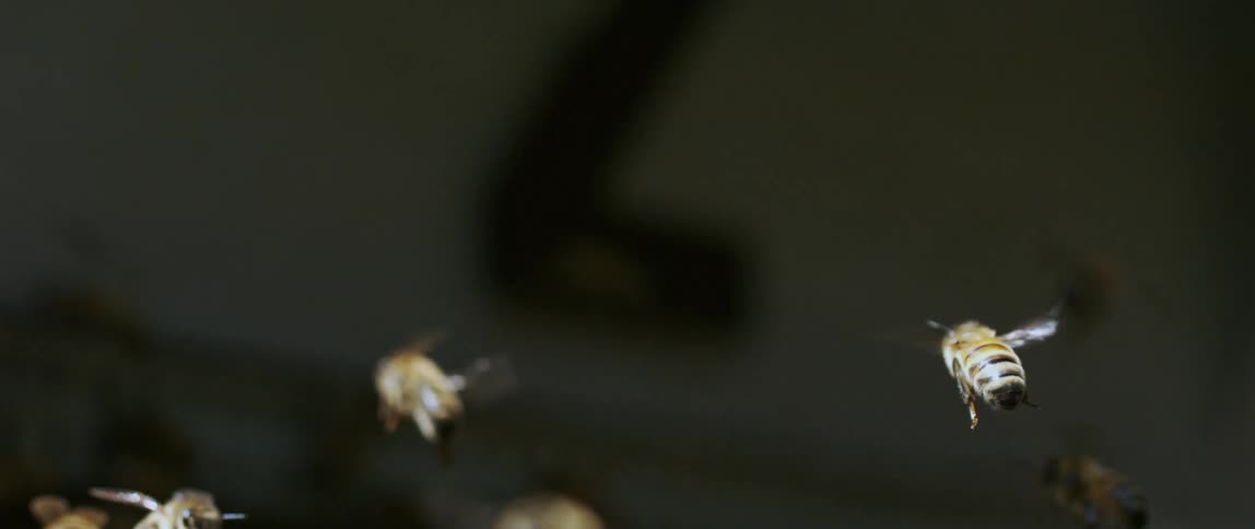 Several bees fly through the air