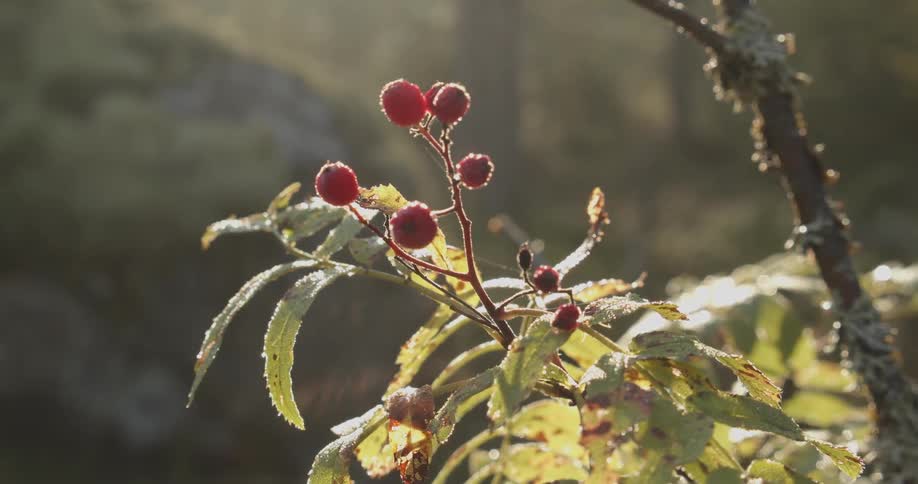 Red berries grow on a blighted plant in a nature