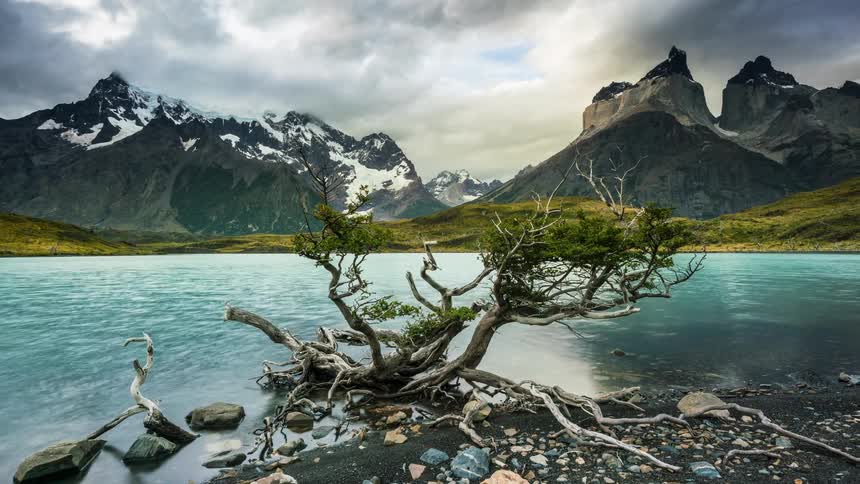 Turquoise lake with a twisted tree trunk in the foreground and majestic peaks in the background