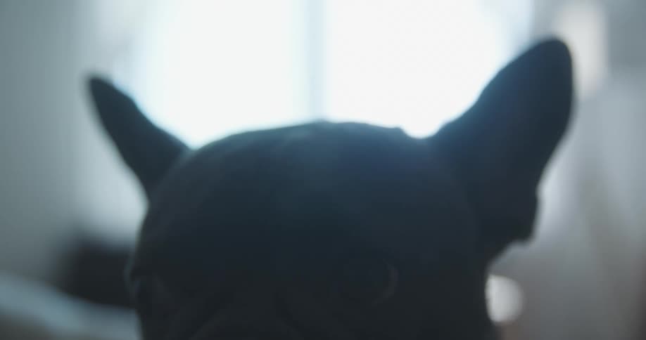 A small dog looks back and forth before moving away in a room