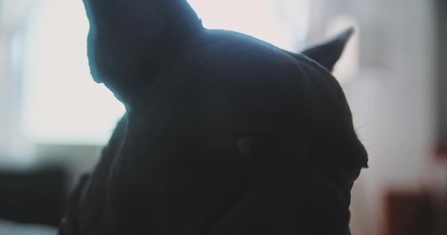 A dark brown dog is shown up close from the neck up