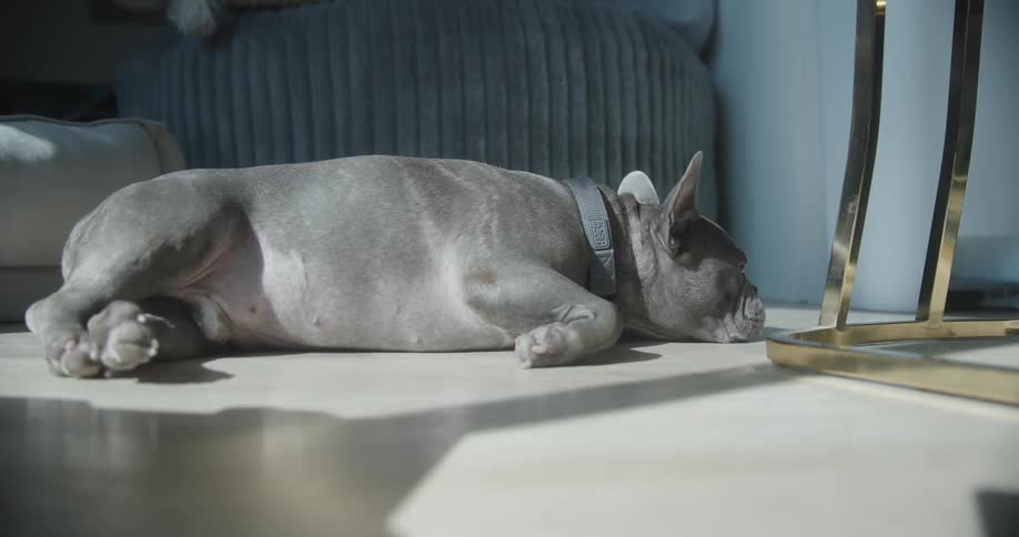 Grey frenchie sunbathing indoors near a chair