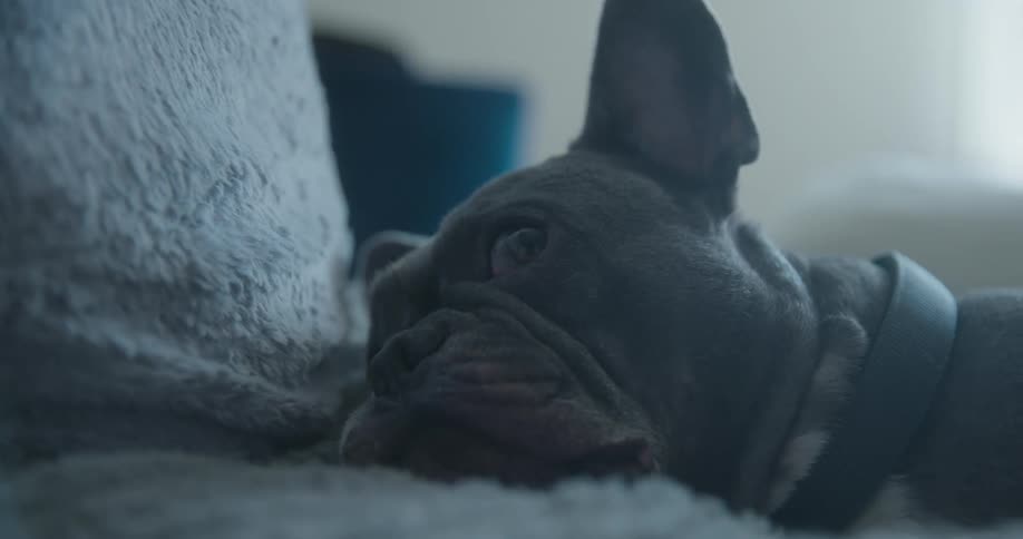 A dogs eyes get big while resting on a piece of furniture