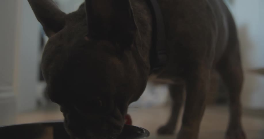 A small dog briskly eats food from a bowl inside a home