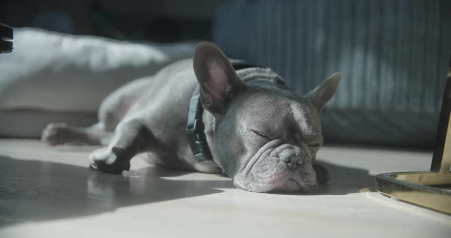 Small dog napping on the floor twitches its ears and looks around