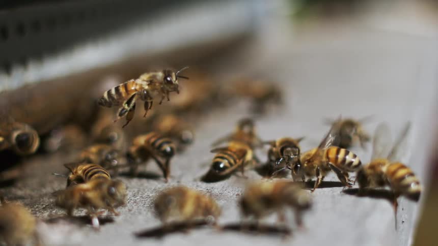 A swarm of busy bees gathers on a wooden surface crawling over each other as they work together in a hive