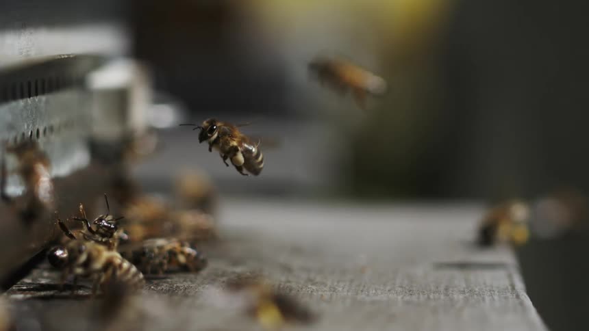 Bees take off and land indoors