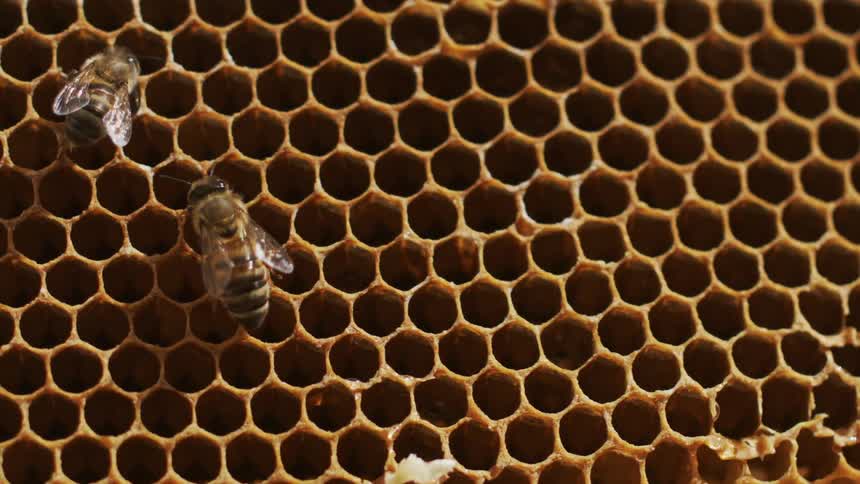 Close up view of honeycombs with bees moving within the hexagonal cells