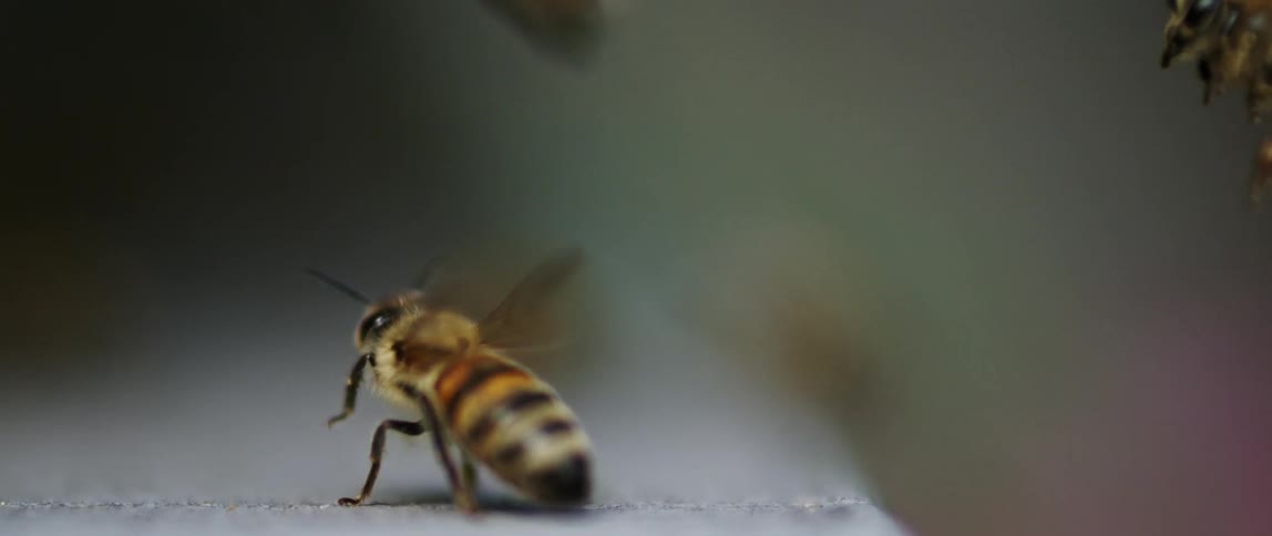 Bees fly around together outside