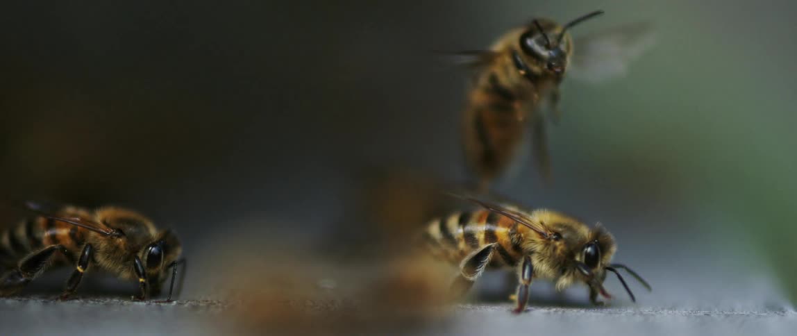 Close up of honey bees pollinating on a flat surface