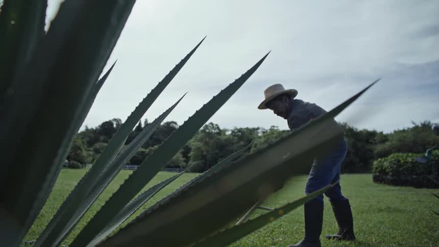 A clip of a farmer raking