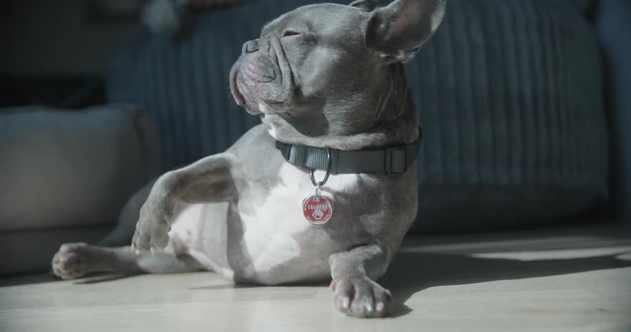 A small gray dog gets tired and lies down on the floor in sunlight