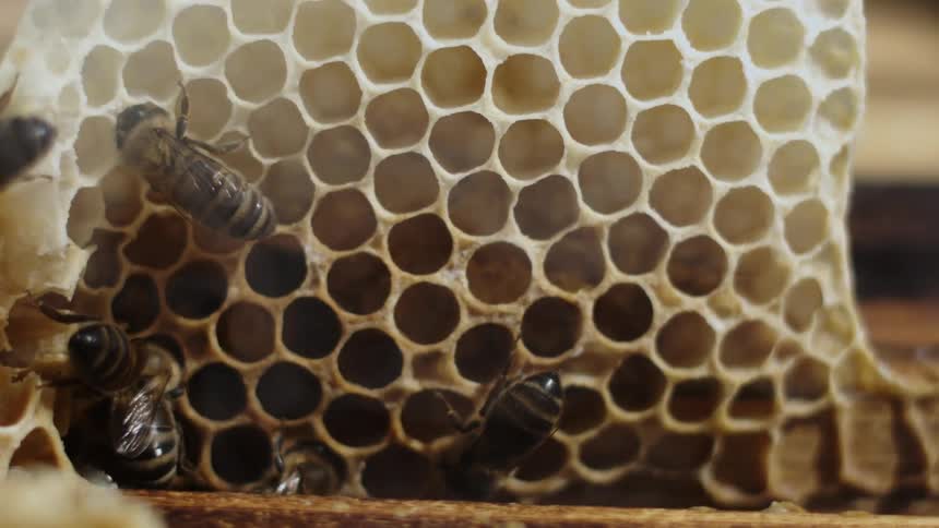 Some bees standing on top of holes in a honeycomb and there is a small smoke hovering in front of them