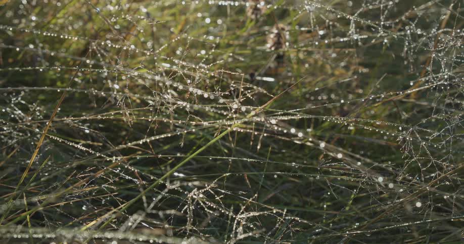 A field of grass covered in sparkling dew drops illuminated by the morning sunlight