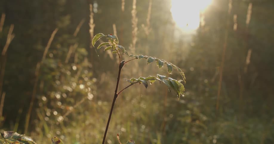A small plant with green leaves moving from side to side and behind there are several vegetations illuminated by strong sunlight