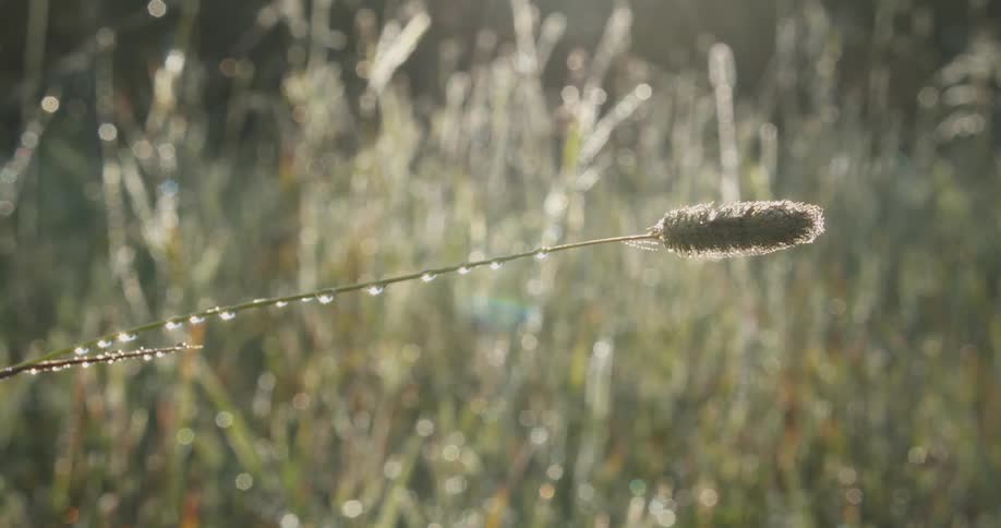 A single grass stem with dew drops glistening in the morning sunlight