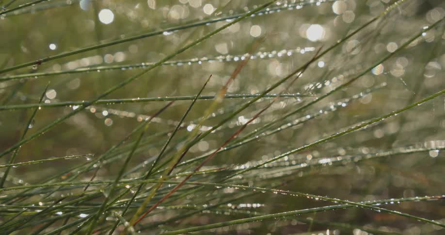 Condensation clings to several long blades of thin wild grass